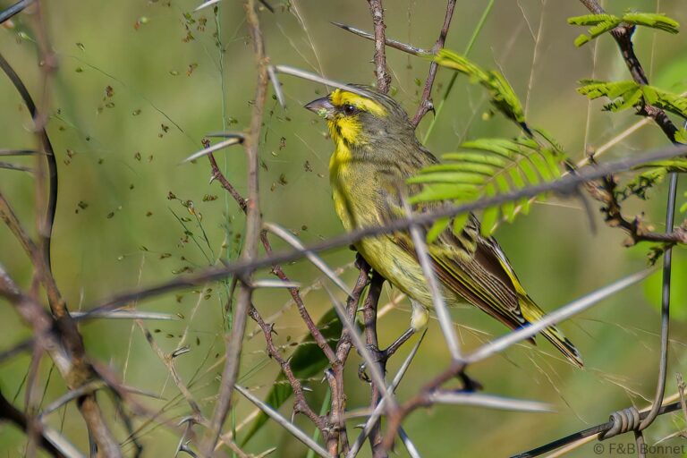 Yellow-fronted Canary_South Africa-5