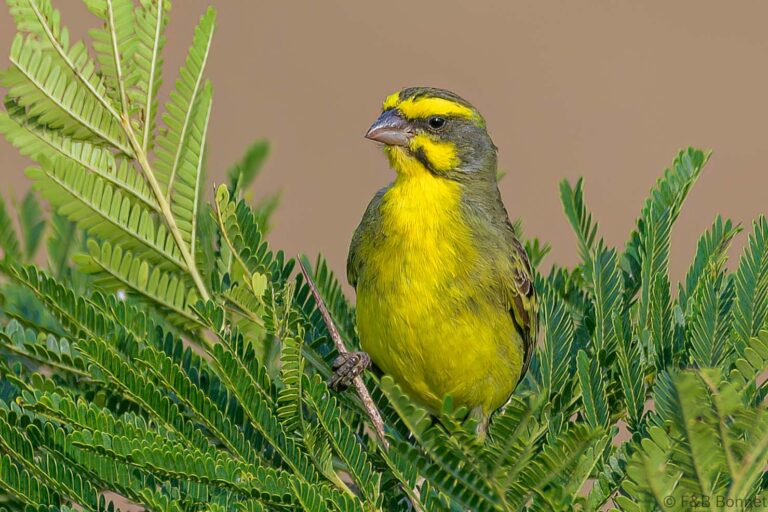 Yellow-fronted Canary_South Africa-6