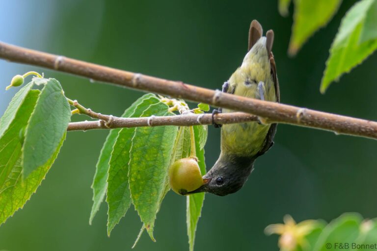 Yellow-sided Flowerpecker_Indonesia-6