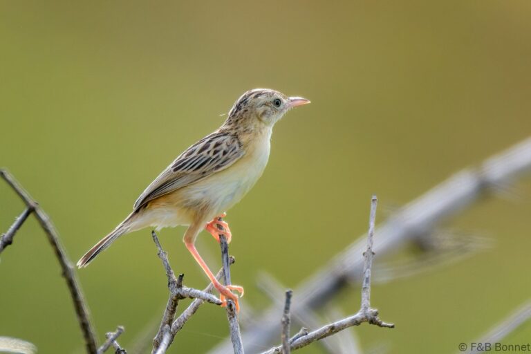 Zitting Cisticola_South Africa-3