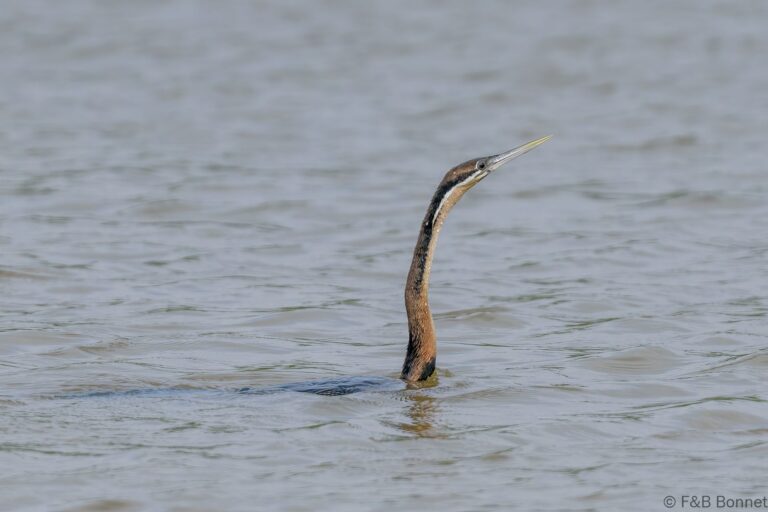 African Darter_South Africa-1
