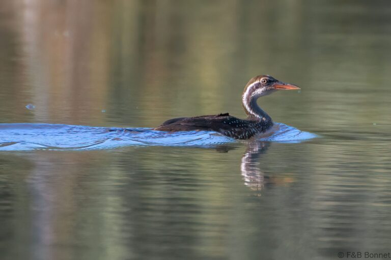African Finfoot_South Africa-1