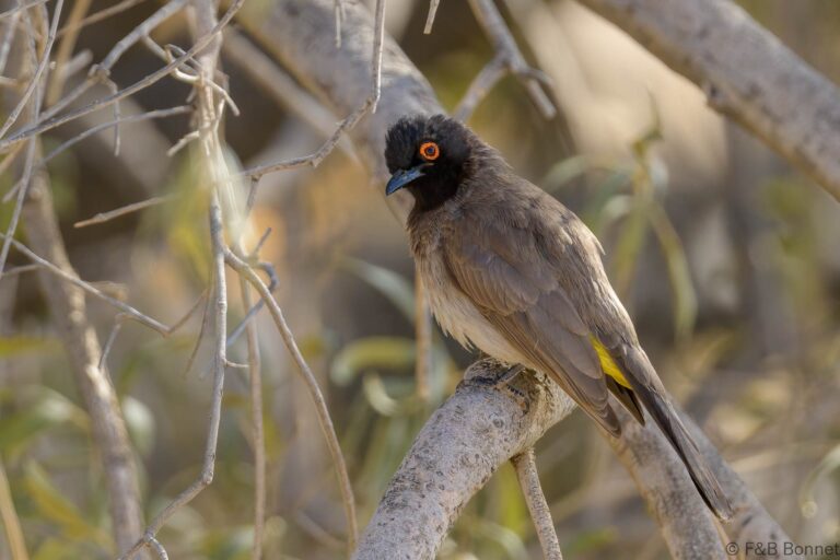 African Red-eyed Bulbul_South Africa-7