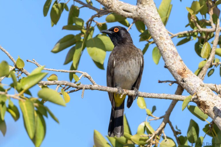 African Red-eyed Bulbul_South Africa-8
