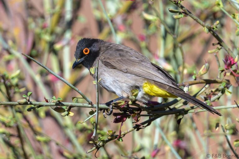 African Red-eyed Bulbul_South Africa-9