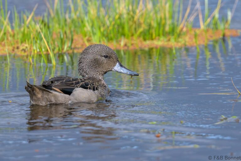 Andean Teal_Ecuador-1