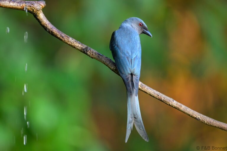 Ashy Drongo_China-1