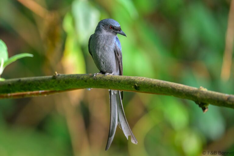 Ashy Drongo_China-2