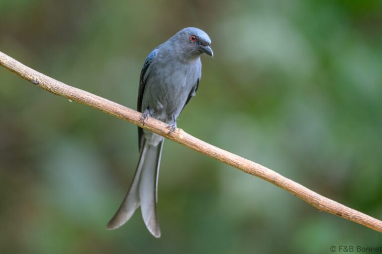 Ashy Drongo_China-3