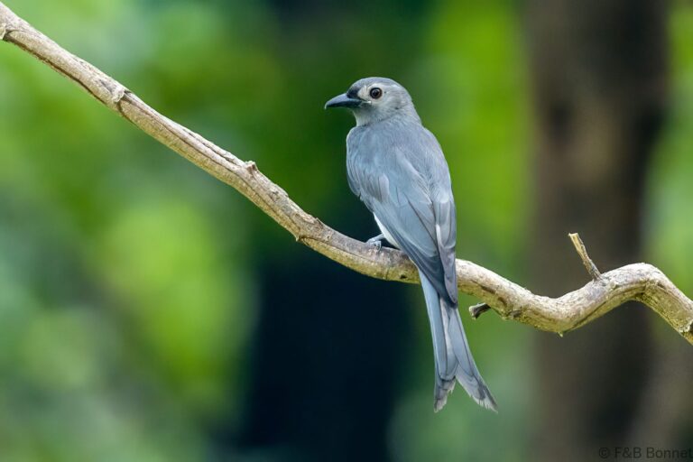 Ashy Drongo_Thailand-1