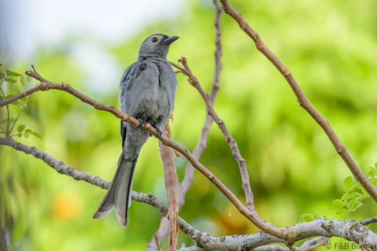 Ashy Drongo_Thailand-2