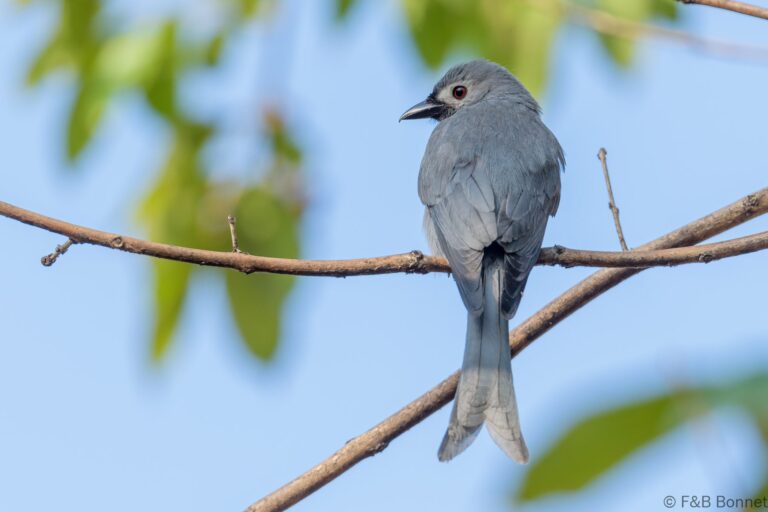 Ashy Drongo_Thailand-3