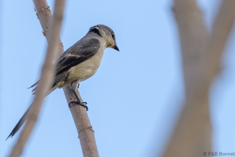 Ashy Minivet_Thailand-1