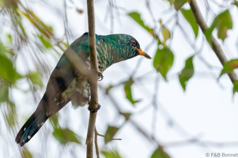 Asian Emerald Cuckoo_Thailand-1