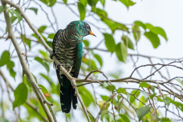 Asian Emerald Cuckoo_Thailand-2