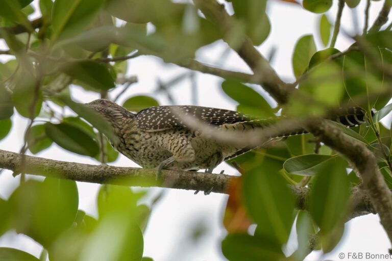 Asian Koel_Thailand-2