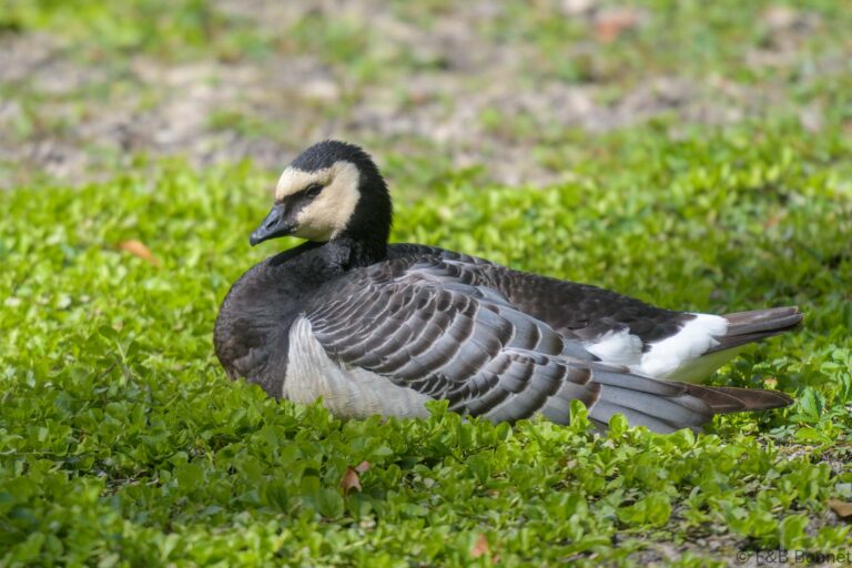 Barnacle Goose_France-1