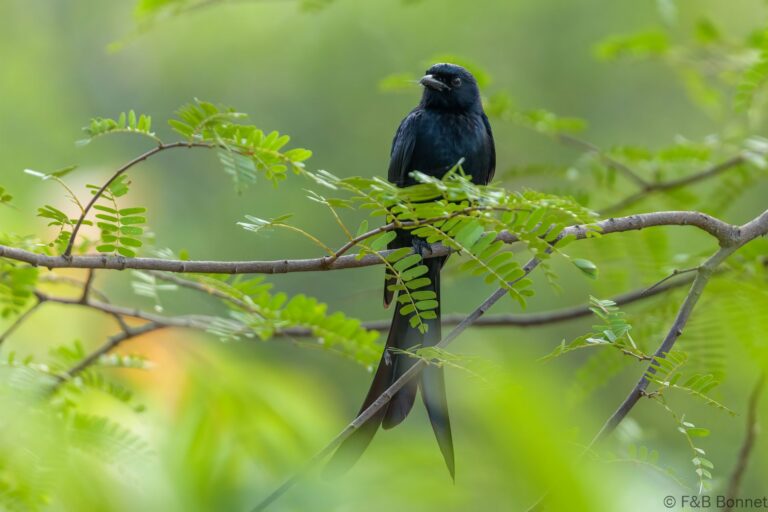 Black Drongo_Thailand-2