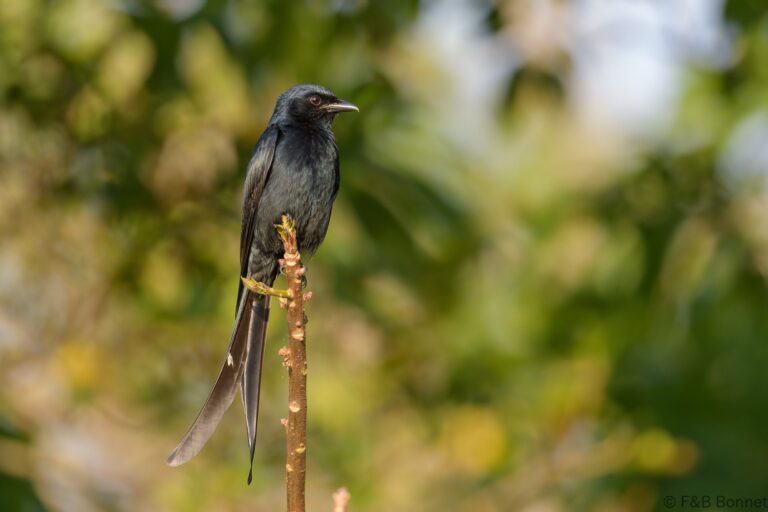Black Drongo_Thailand-3