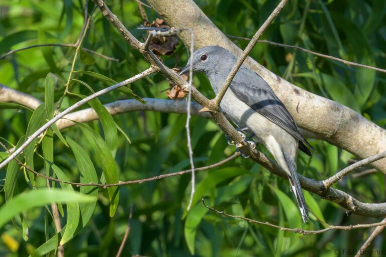 Black-winged Cuckooshrike_Thailand-2