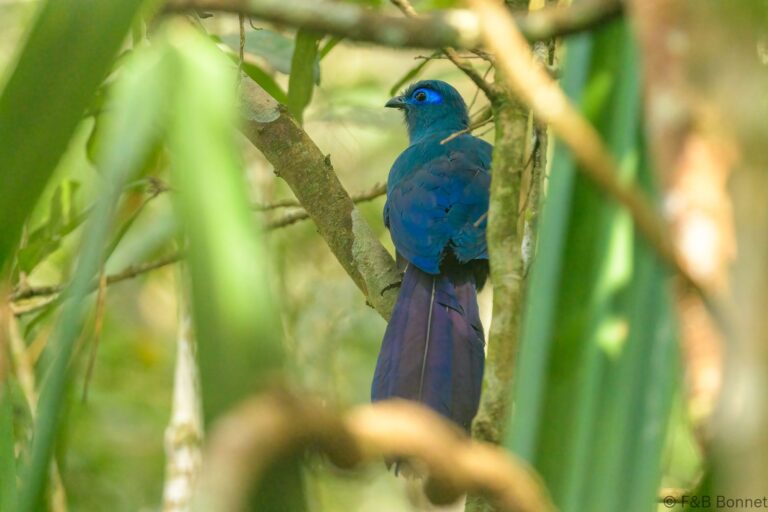 Blue Coua_Madagascar-2