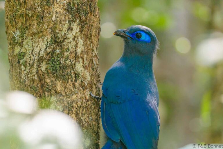 Blue Coua_Madagascar-3