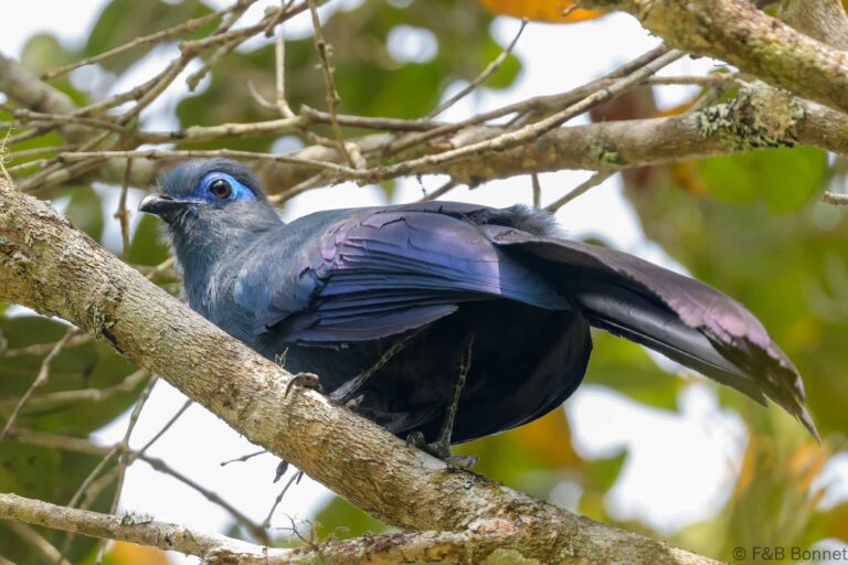 Blue Coua_Madagascar-4