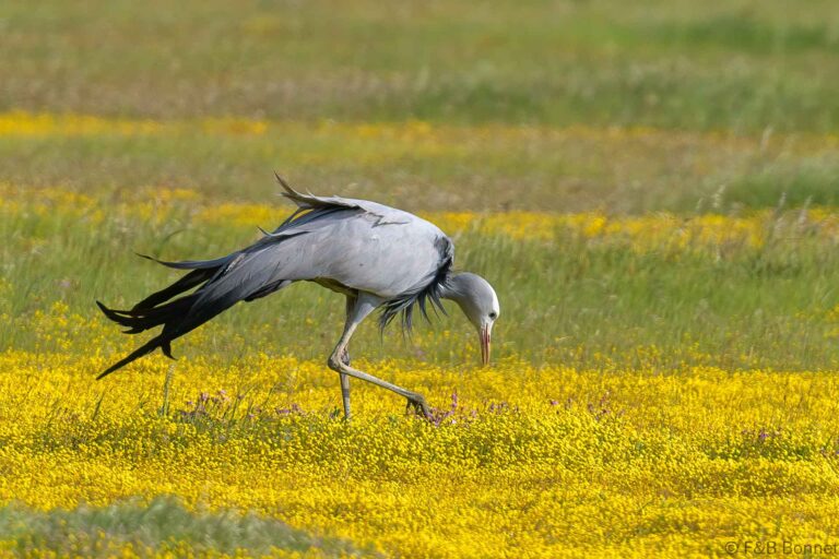 Blue Crane_South Africa-5