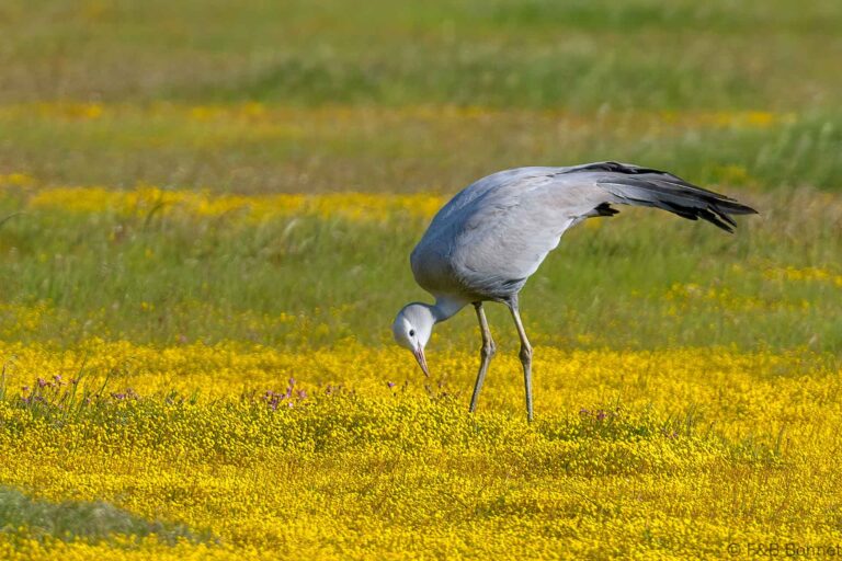 Blue Crane_South Africa-6