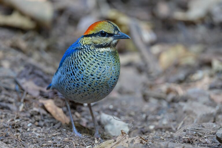 Blue Pitta_Thailand-3