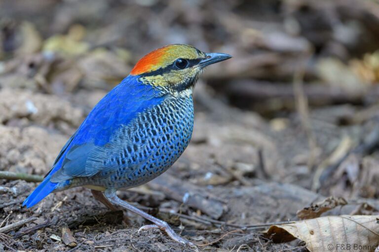 Blue Pitta_Thailand-4