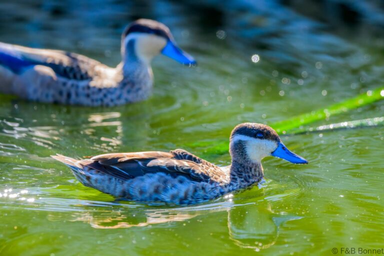 Blue-billed Teal_South Africa-1