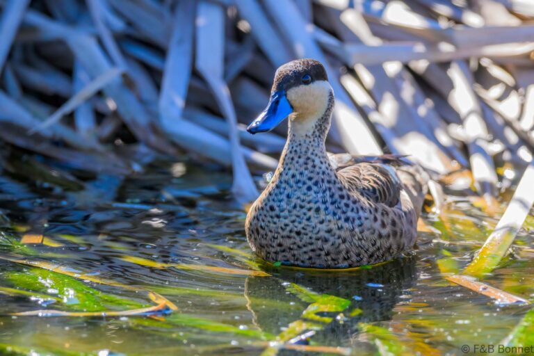 Blue-billed Teal_South Africa-2