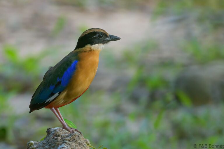 Blue-winged Pitta_Thailand-3