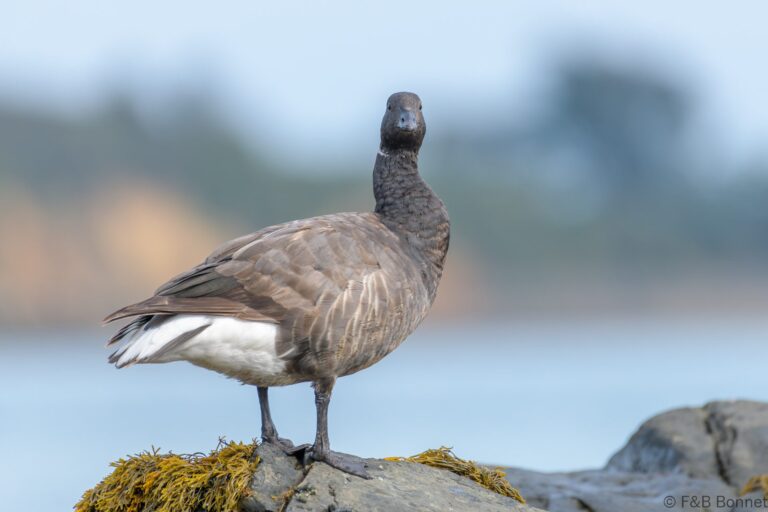 Brant Goose_France-1
