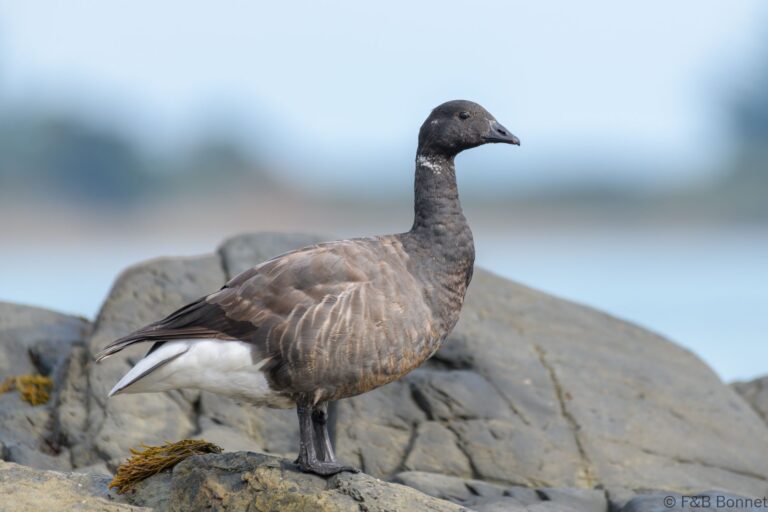 Brant Goose_France-2