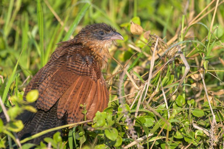 Burchell's Coucal_South Africa-2