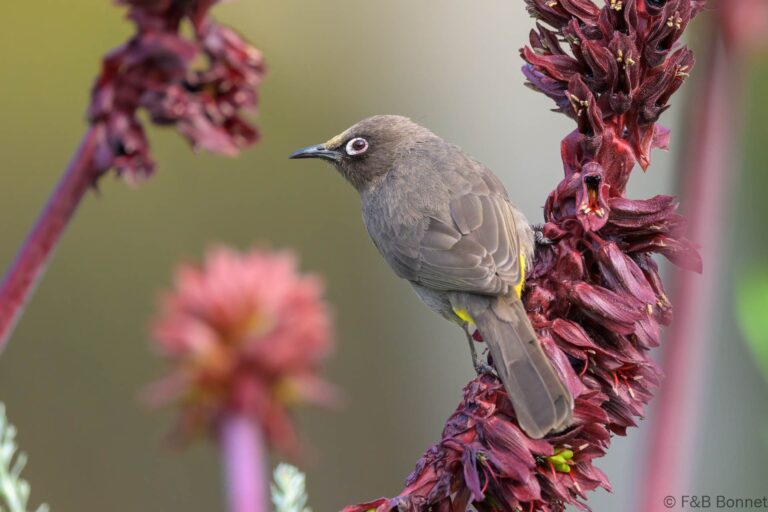 Cape Bulbul_South Africa-10