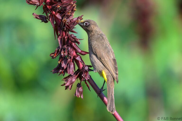 Cape Bulbul_South Africa-11