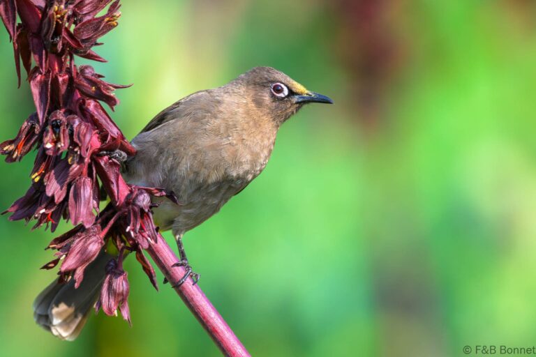 Cape Bulbul_South Africa-12