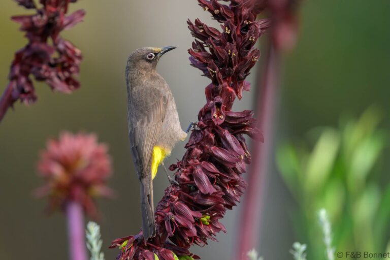 Cape Bulbul_South Africa-9