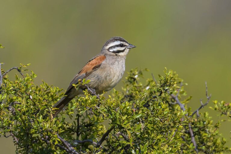 Cape Bunting_South Africa-3