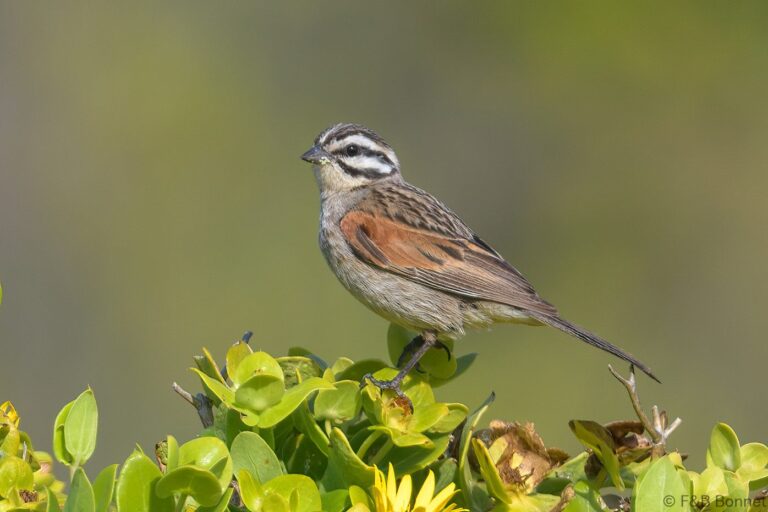 Cape Bunting_South Africa-4