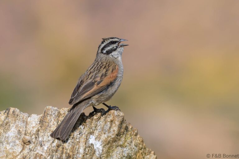 Cape Bunting_South Africa-5
