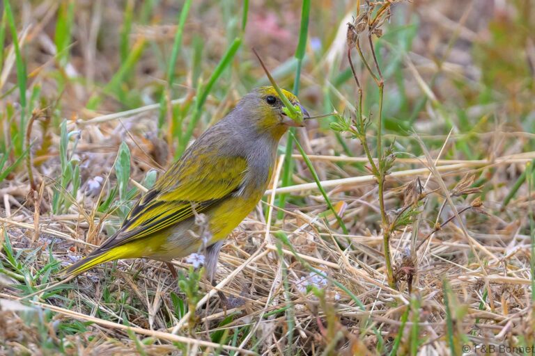 Cape Canary_South Africa-3