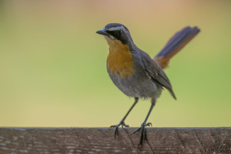 Cape Robin-Chat_South Africa-6