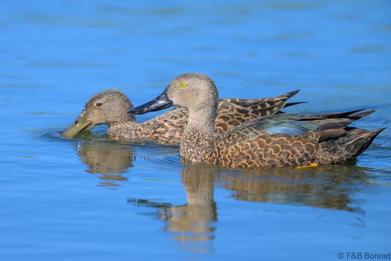 Cape Shoveler_South Africa-1