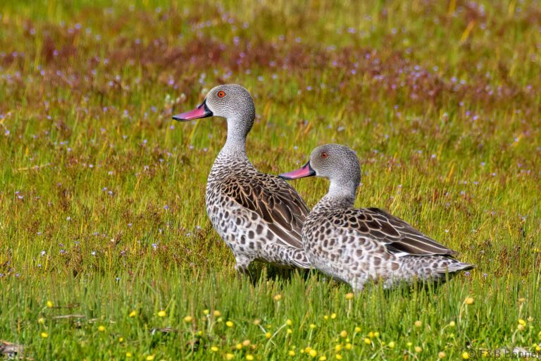 Cape Teal_South Africa-2
