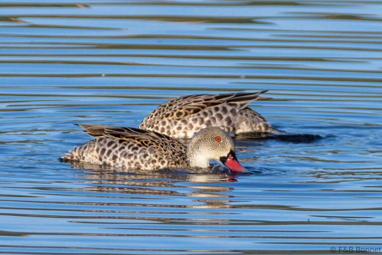 Cape Teal_South Africa-3