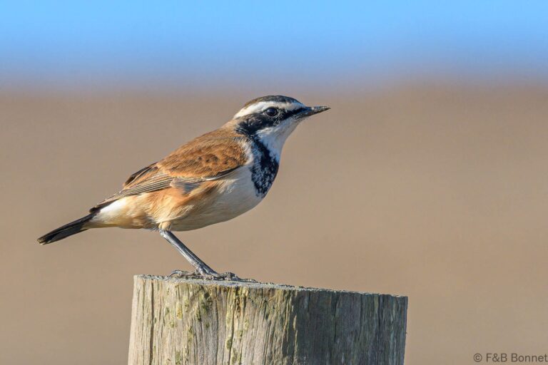 Capped Wheatear_South Africa-5